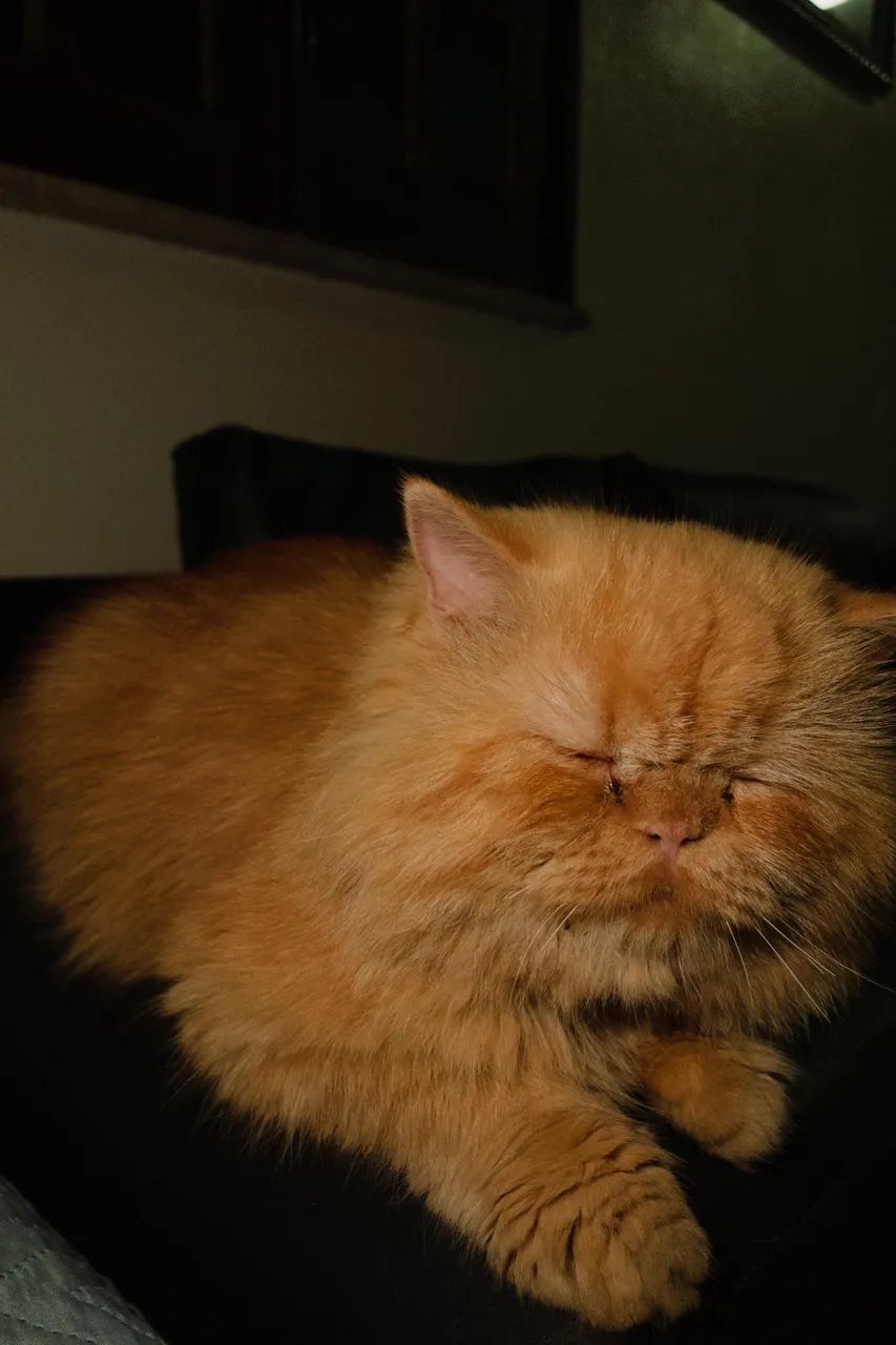 GATO PERSA PURO PARA CRUZAMENTO. - Foto 5
