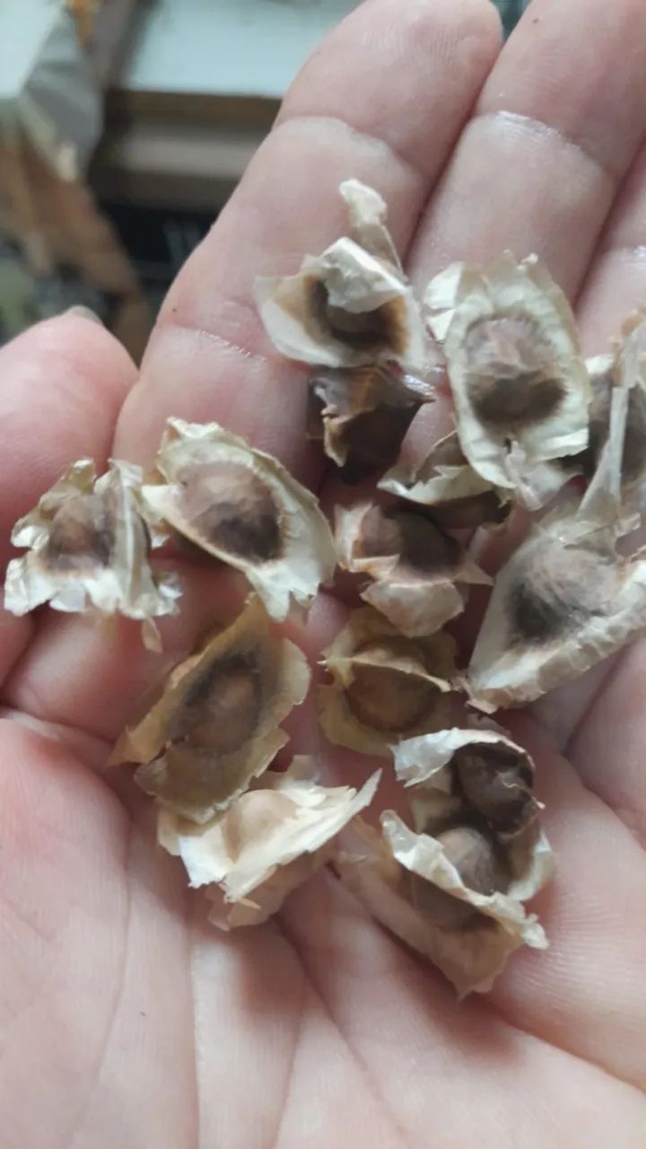 Sementes de Moringa oileifera - Foto 3