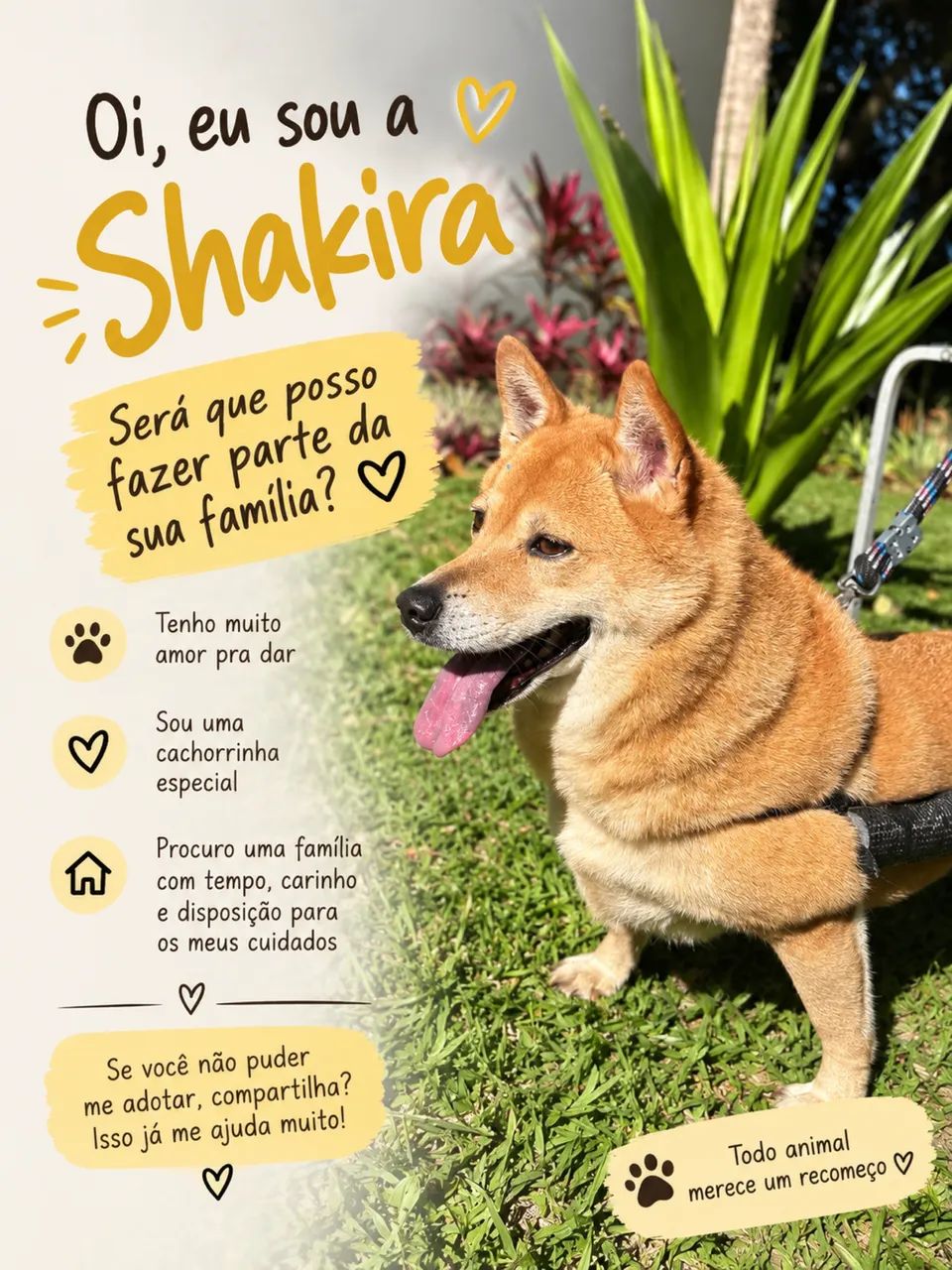Adoção 