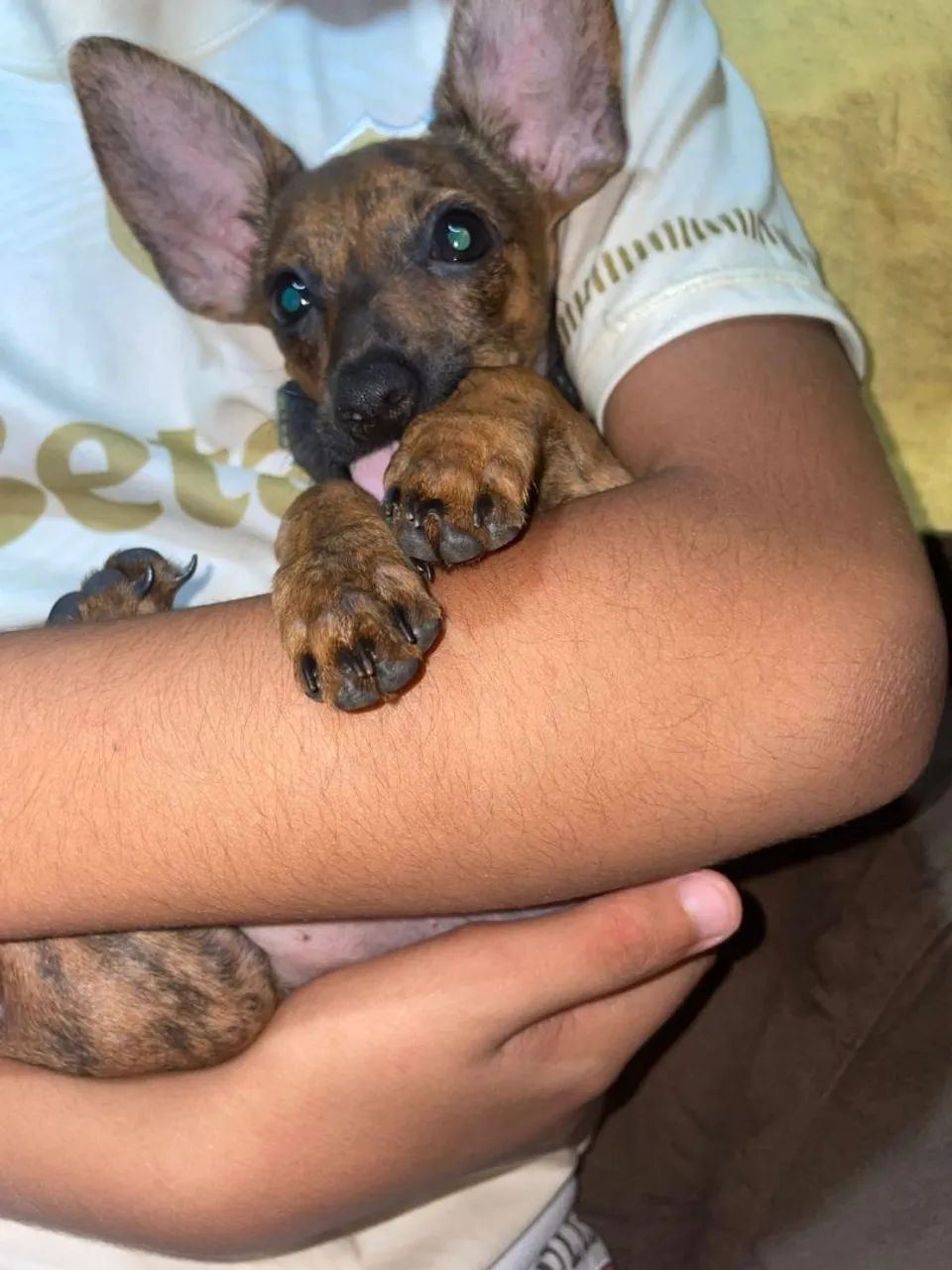 Cachorro - Foto 2