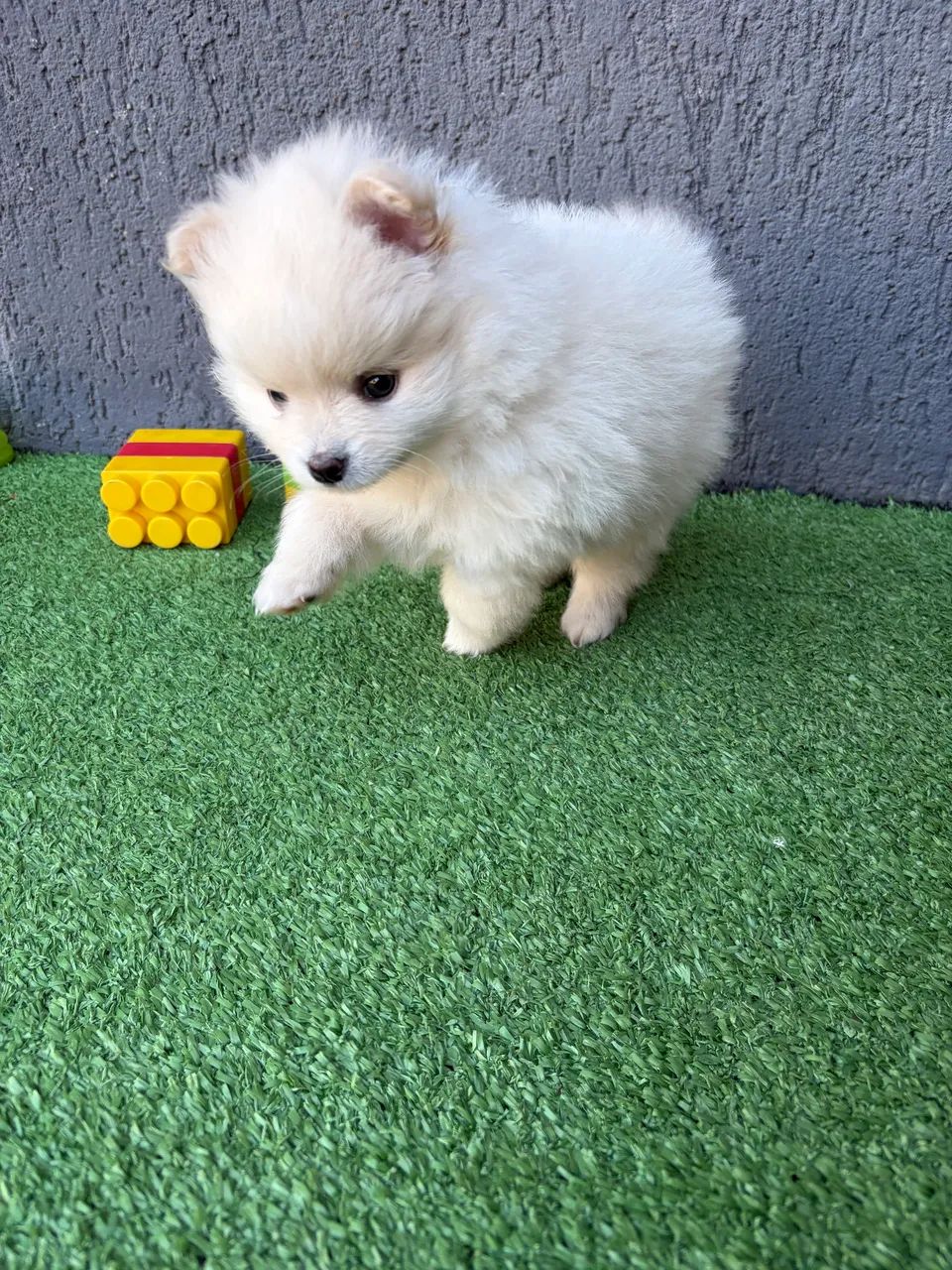 Spitz alemão  - Foto 2