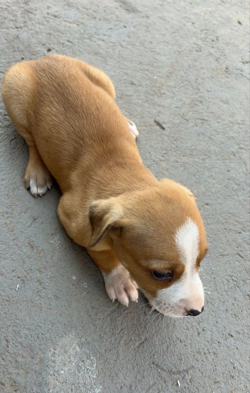 Doação de cachorrinhos Filhotes  - Foto 4