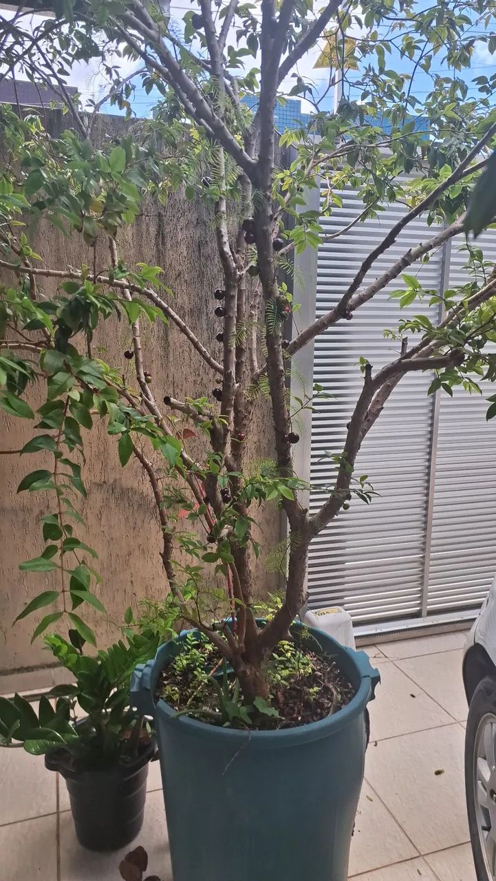 Pé de jaboticaba  - Foto 2