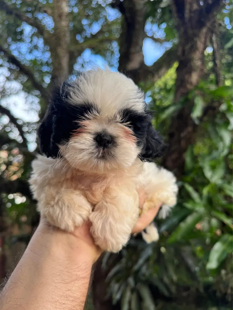 Filhote shihtzu pedigree 