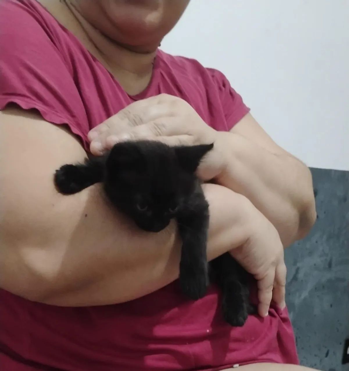 Gatinhos - Foto 3