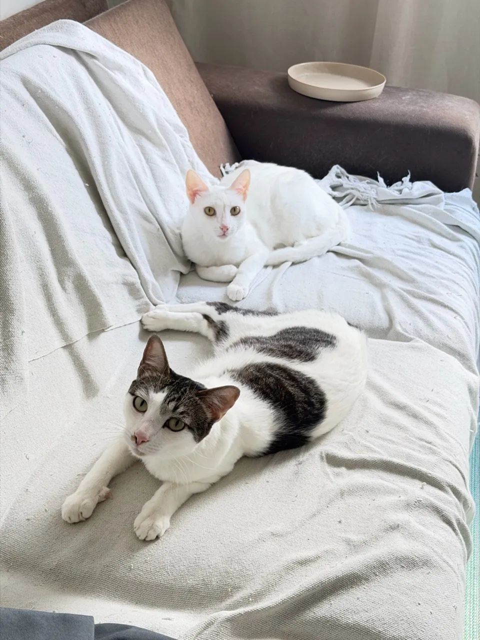 2 Gatos (Macho e Fêmea)