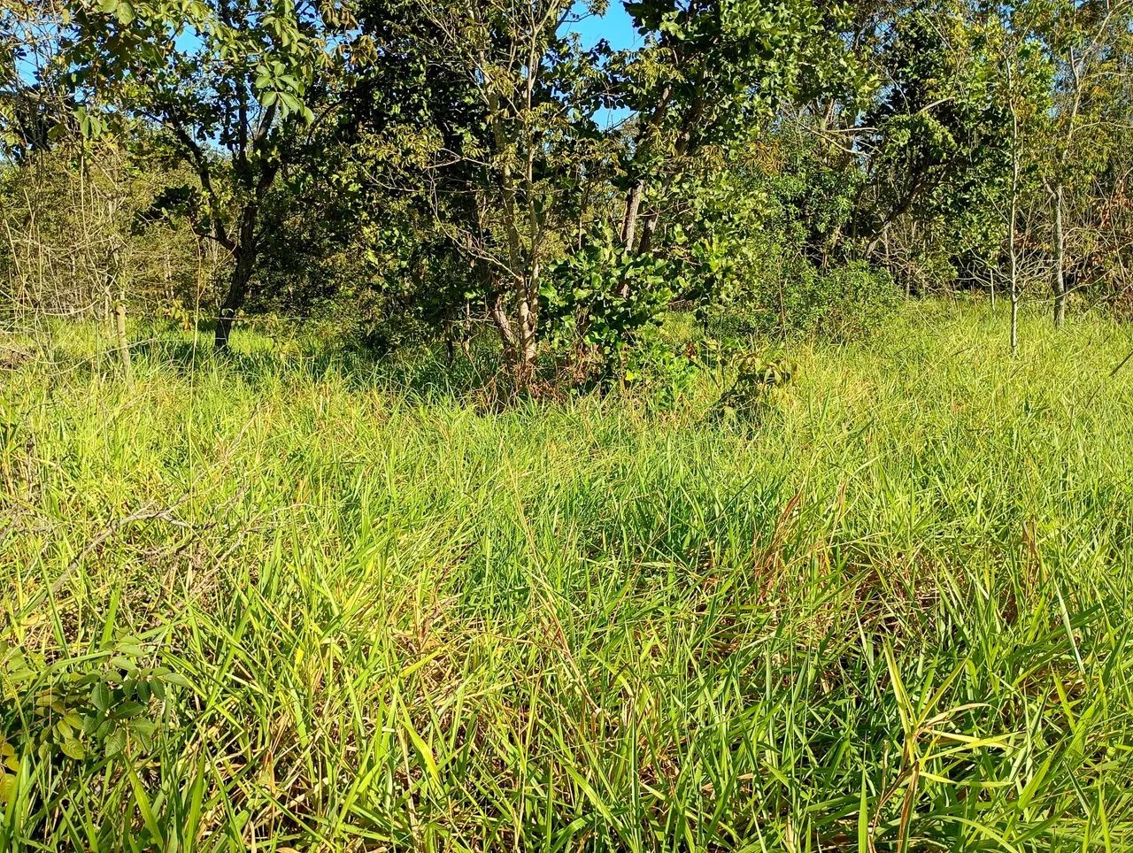  CHÁCARA 2.5 HA TERENOS  - Foto 5