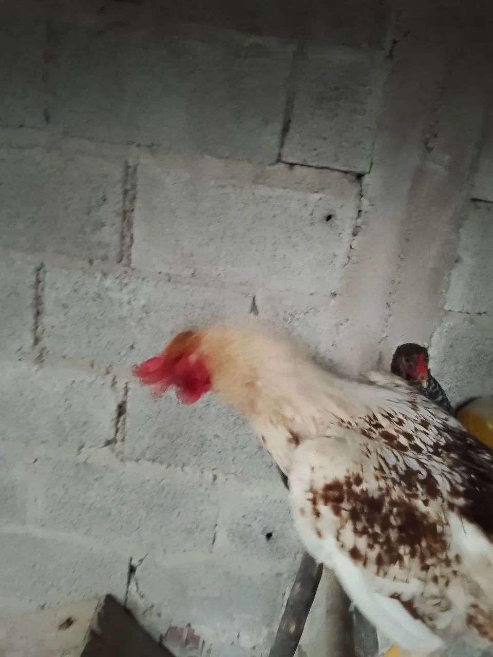 Galinha e um galo - Foto 5