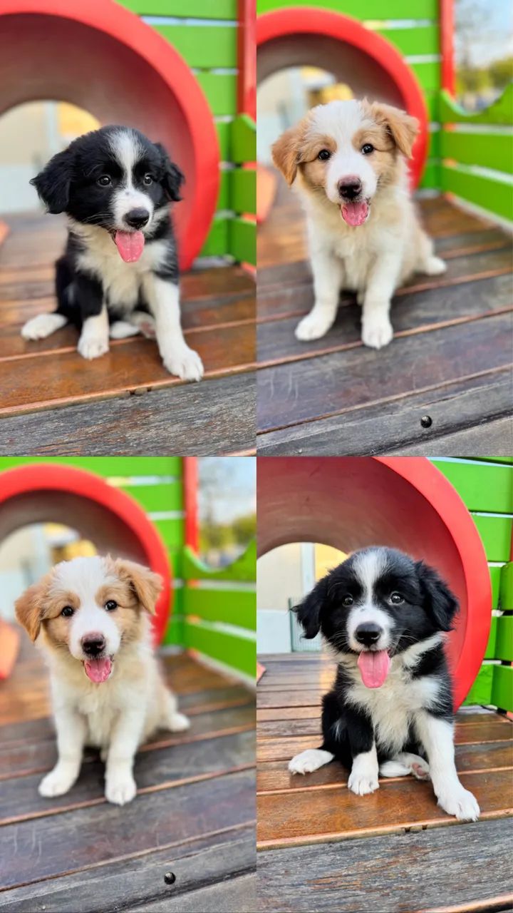 Border collie 