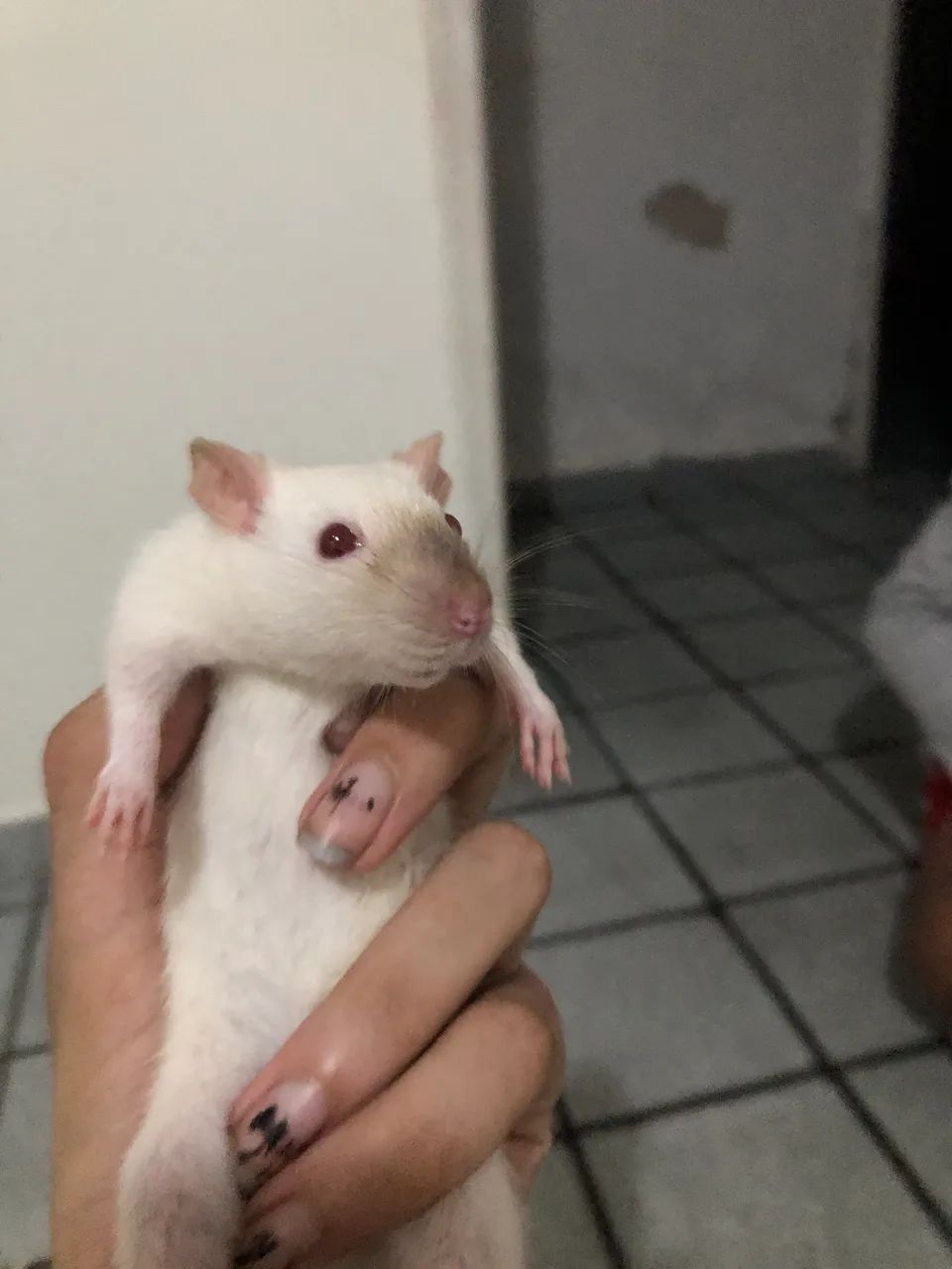 Rato Twister  - Foto 4