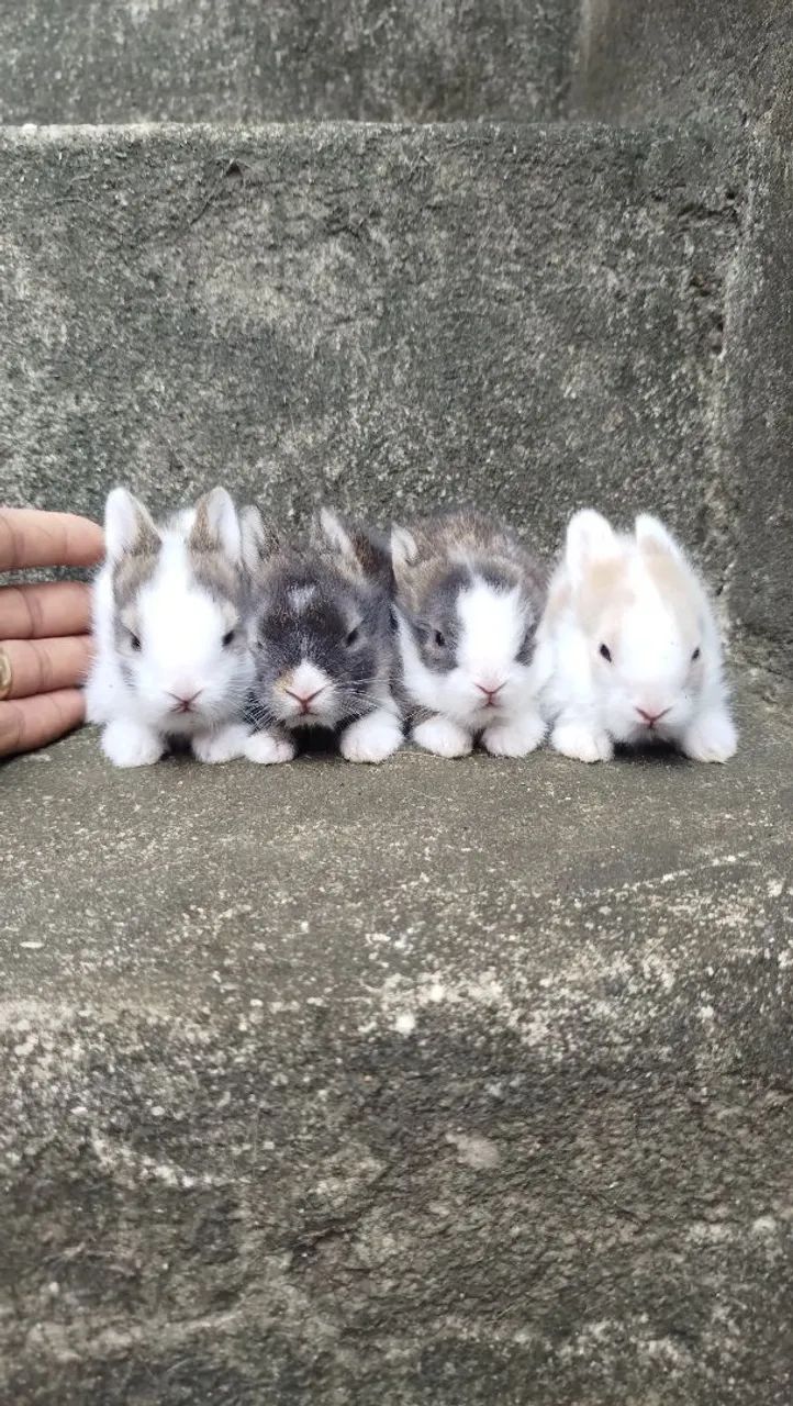 Coelhos - Foto 5
