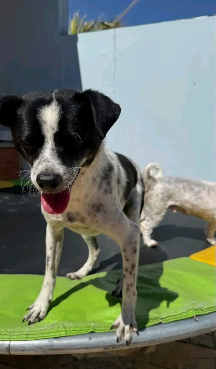 Doa-se cachorro - Foto 2