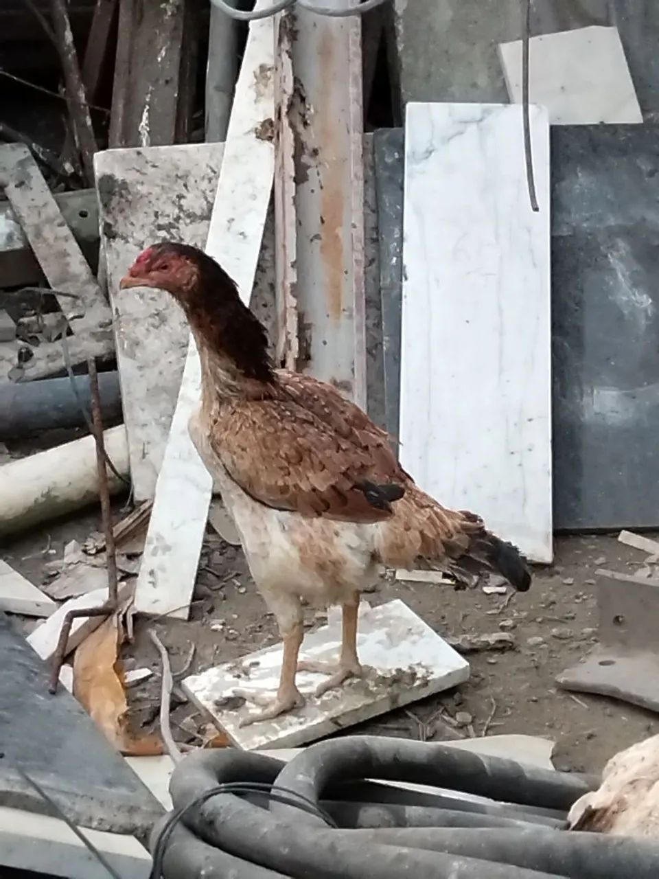 Galos e Galinhas  - Foto 3