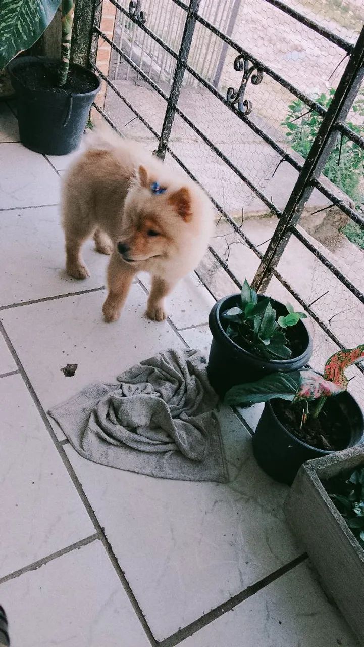 Pet - Foto 3