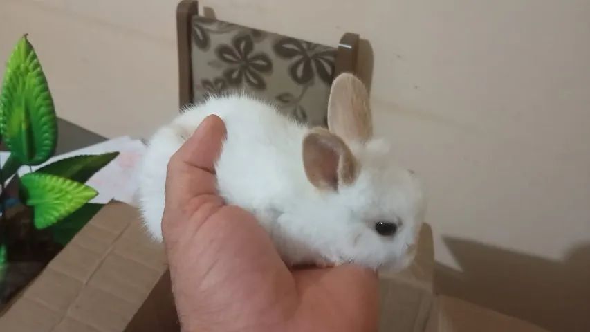 Filhote de Coelho da Raça Mini Lion - Foto 5