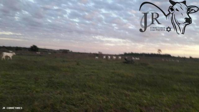 DS22 Fazenda em São josé do Rio Claro/MT