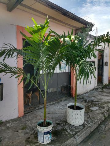 Palmeira imperial