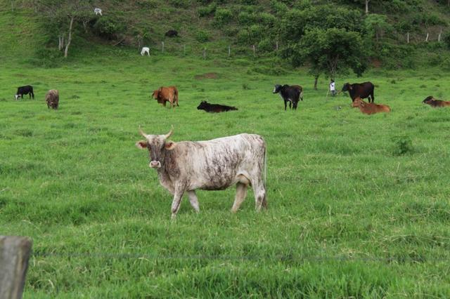 Fazenda Montada 25 Alqueires Cocalzinho"Toda Formada,72 km de Anapolis,129 km Goiania - Foto 19
