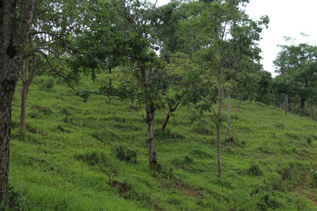 Fazenda Montada 25 Alqueires Cocalzinho"Toda Formada,72 km de Anapolis,129 km Goiania - Foto 16