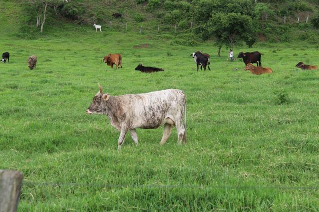 Fazenda Montada 25 Alqueires Cocalzinho"Toda Formada,72 km de Anapolis,129 km Goiania - Foto 18