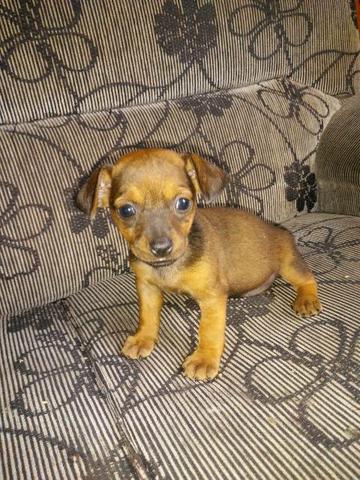 Cachorro