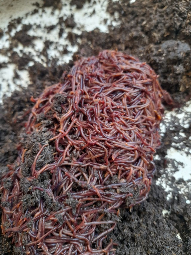 Minhoca californiana.produtoras de adubo.......... - Foto 6