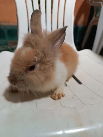 Coelho meni laion  - Foto 5
