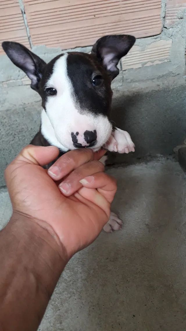 Filhote Bull Terrier Inglês maravilhoso  - Foto 4