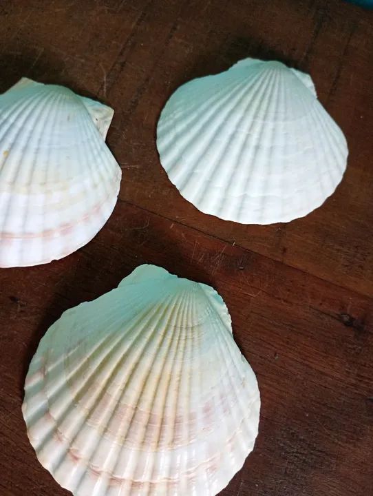 Lote com 5 Conchas Naturais Estilo Shell - Japão  - Foto 4