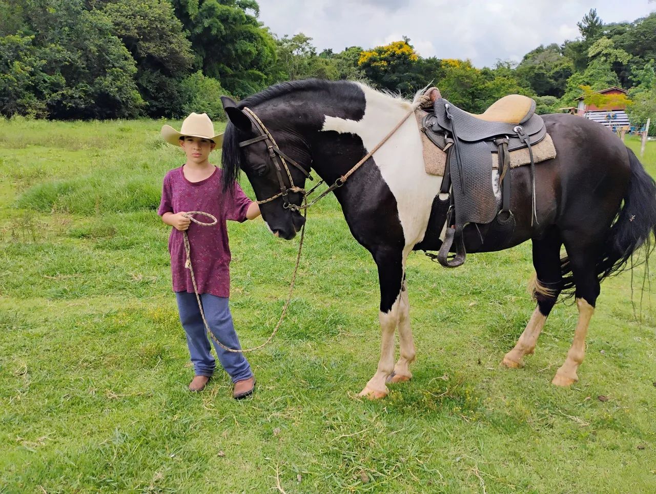Cavalo Mangalarga pampa de preto 