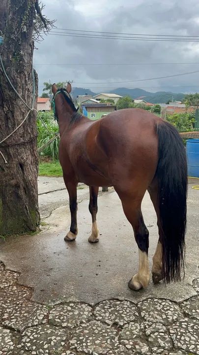 Égua crioula - Foto 2