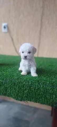 Poodle Mini Toy macho branco Cachorros e acess rios Jardim das