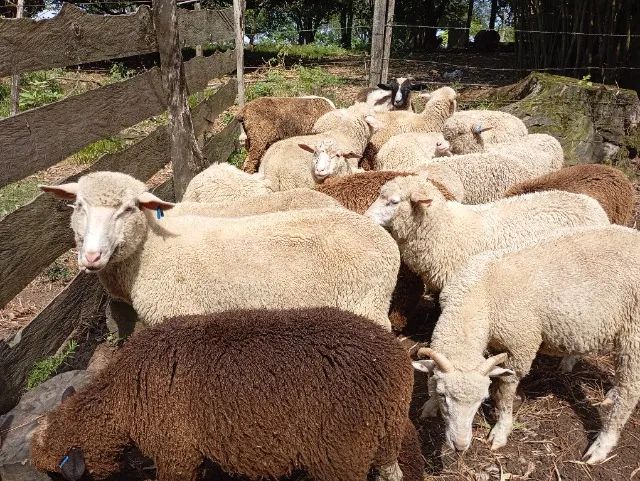 Cordeiros brancos e pretos 