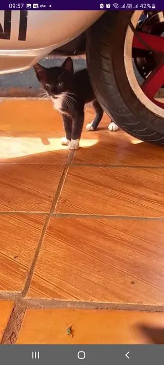 Gatinho preto disponível para adoção - Foto 3