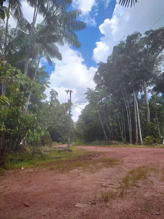 foto - Macapá - Abacate da Pedreira