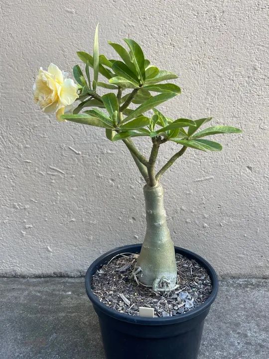 Rosa do Deserto Amarela Id Aurora - Foto 5