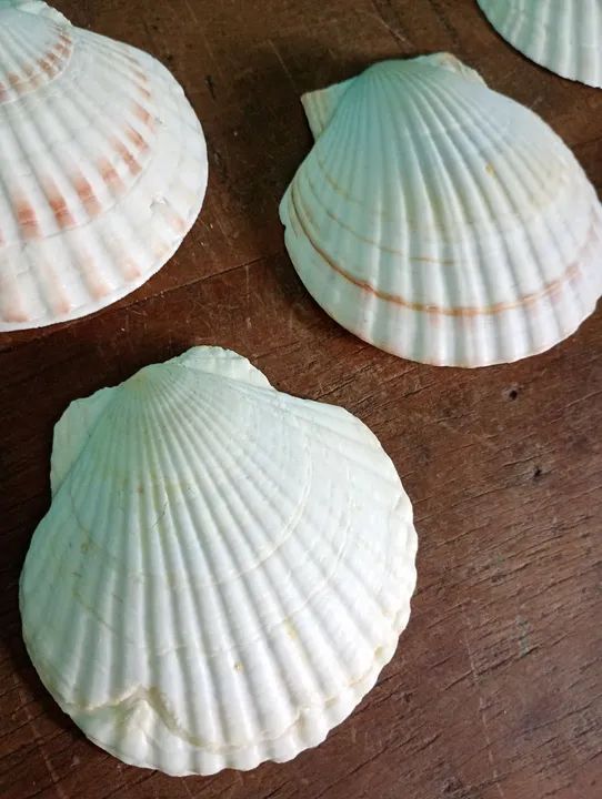 Lote com 5 Conchas Naturais Estilo Shell - Japão  - Foto 3