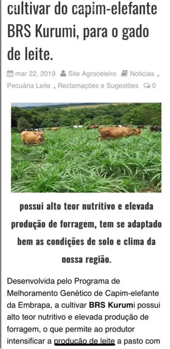 MUDAS DE CAPIAÇU E KURUMI COM PLANTIO MECANIZADO, TEMOS EM GRANDES E PEQUENAS QUANTIDADES  - Foto 4