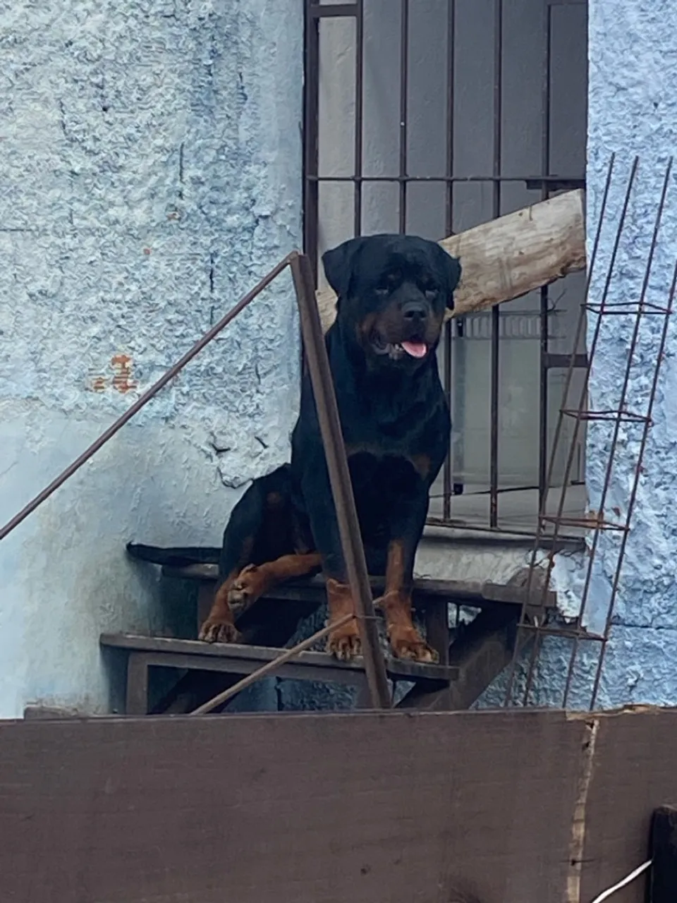 Rottweiler cabeça de touro com Pedgree