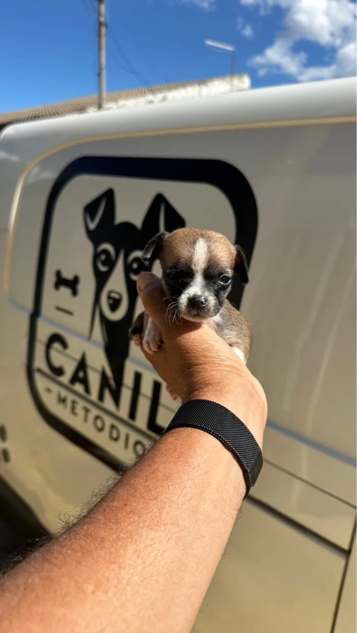 Pinscher 0 micros machos e fêmeas
