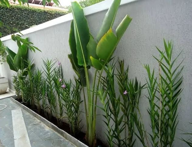 Jardinagem  - Foto 3