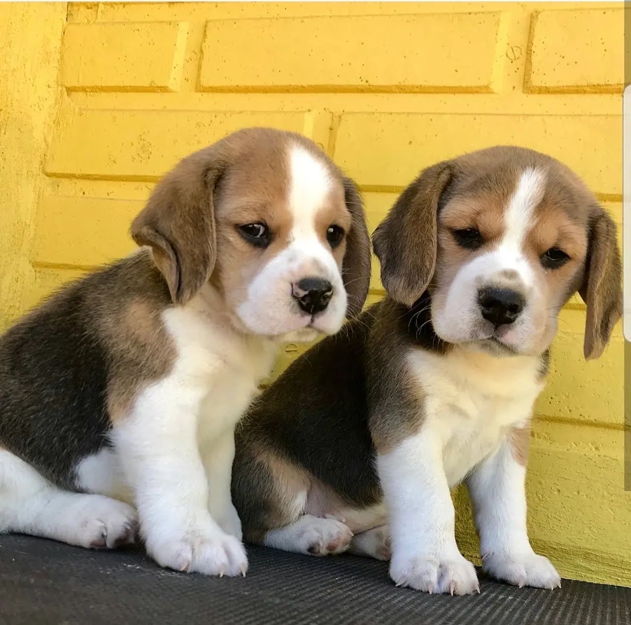 Beagle tricolor pronta entrega  - Foto 2