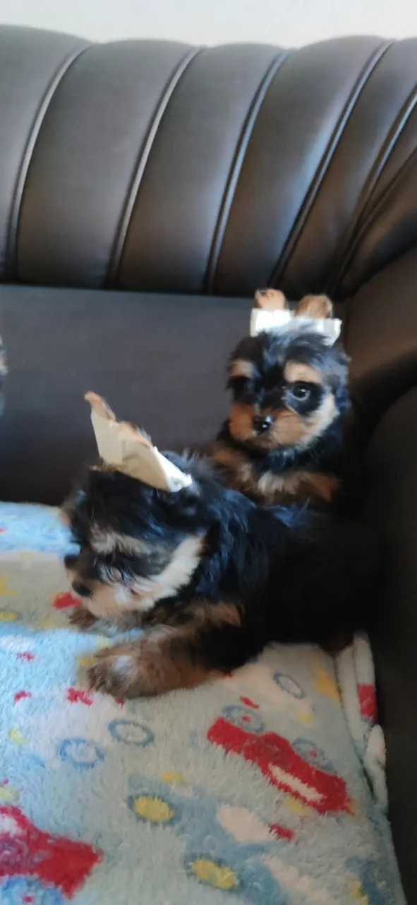 Filhote yorkshire terrier