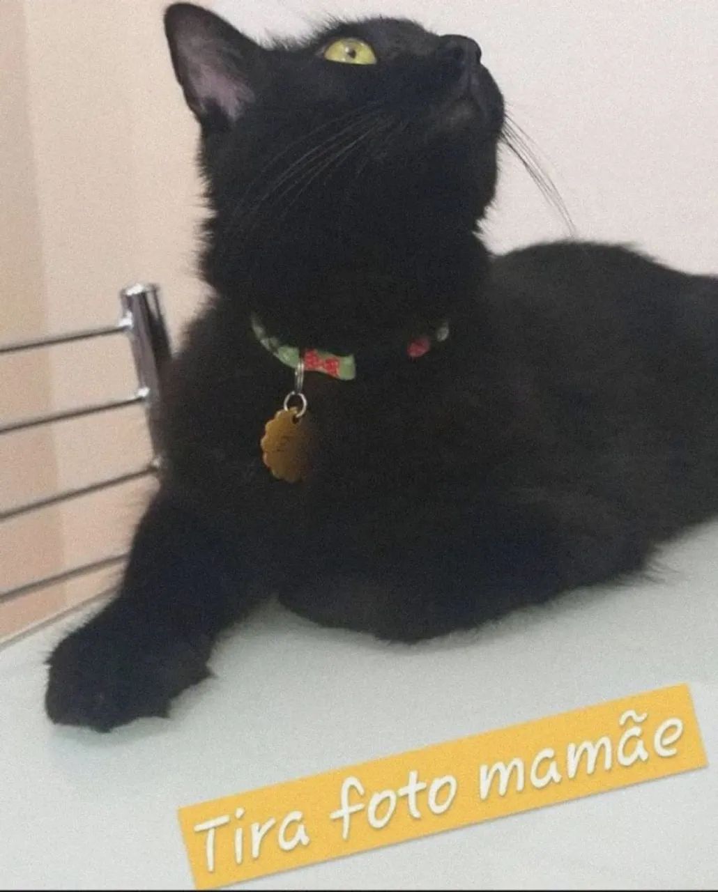 Gata preta linda para adoção - Foto 2