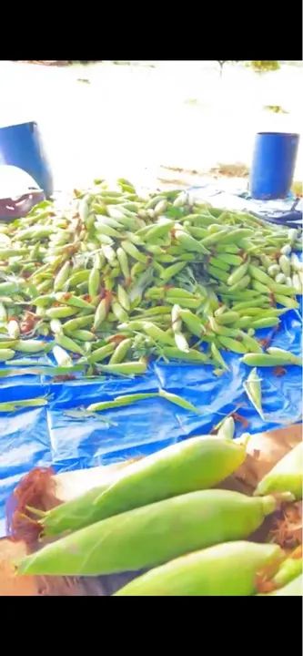 Espigas de milho verde frescas