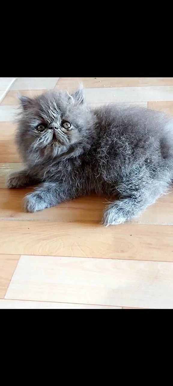 Lindos filhotes de Gato Persa  - Foto 6