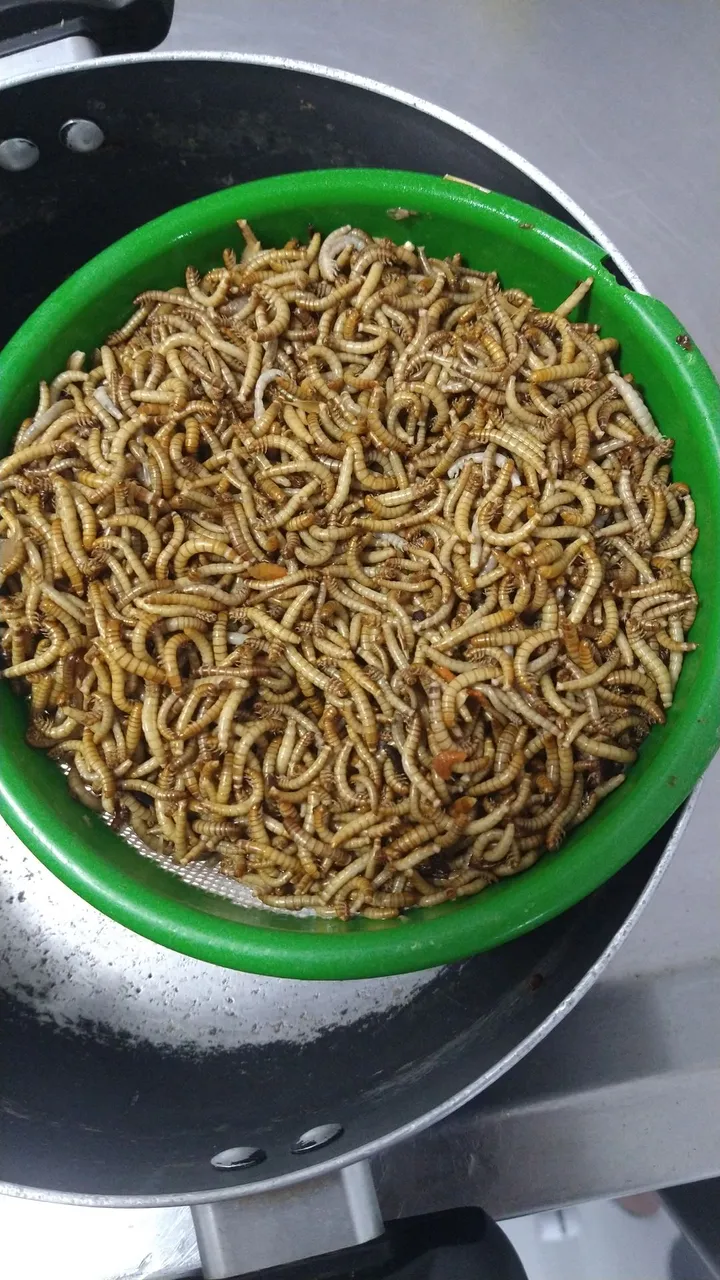 Promoção Larvas de tenébrio por kg - Alimentação exótica
