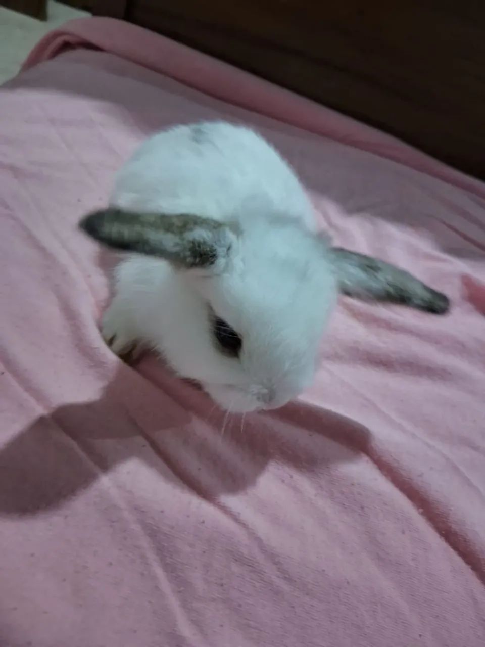 Mini Lopp Rabbit Kits64706225167234122