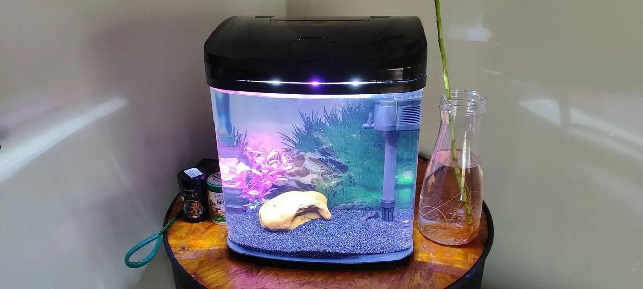 Aquário completo a venda  - Foto 2