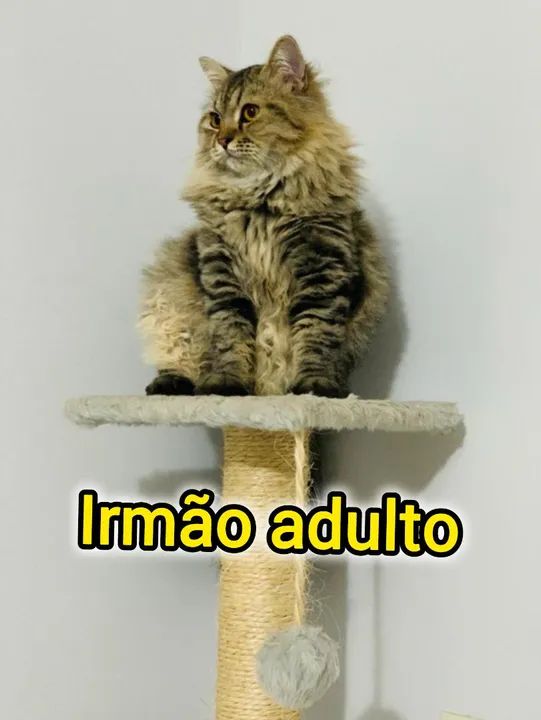 Persa mestiço (British long hair) - Foto 6